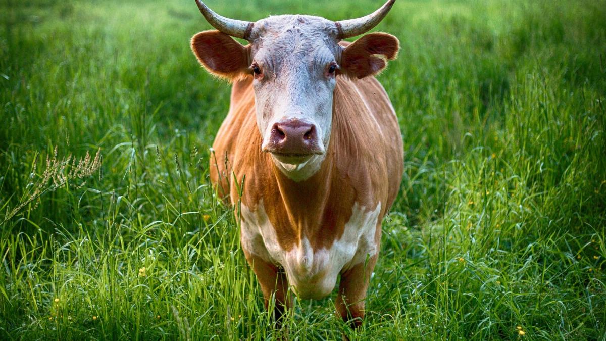 Pourquoi dit-on... Chemin Bœuf Mort ?